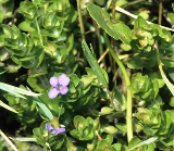 Lemon Bacopa emersed plant in Florida