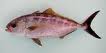 lesser amberjack fish in marine waters of Florida