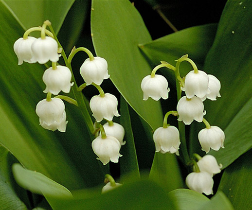 lily of the valley plant