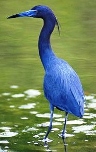 Little Blue Heron bird of special concern in the state of Florida