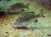 porgy fish caught near Florida coast