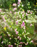 longspurred mint, an endangered plant in Florida