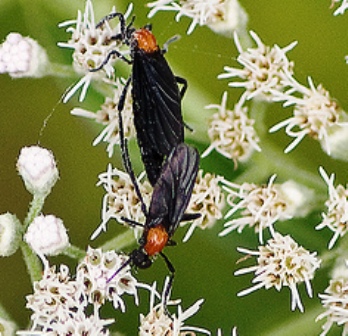 mating pair of Florida lovebugs