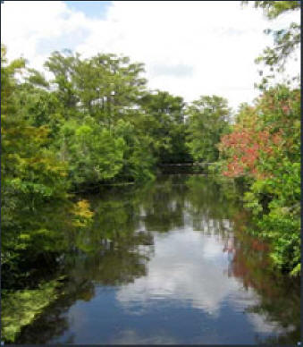 The loxahatchee river in Jonathon Dickson State Park