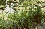 maidencane found in water or on dry banks in florida 
