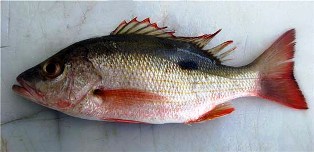 mahogany snapper found off the coast of Florida