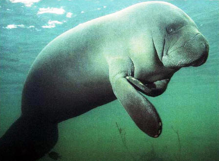 West Indian manatees who winter in Crystal River Florida