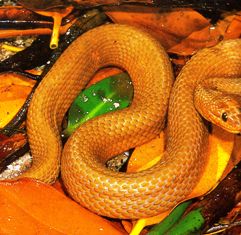 mangrove water snake