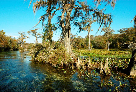 Floridian Maritime Forest area