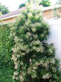 Marlberry plant, a native plant of Florida