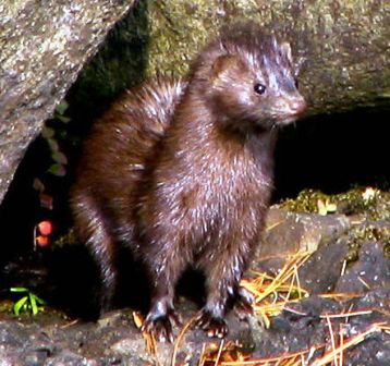 A Florida mink near a riverbank