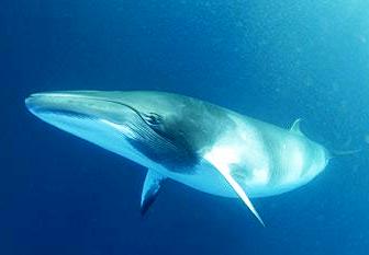 Minke whales have a snout that is distinctively triangular, narrow, and pointed