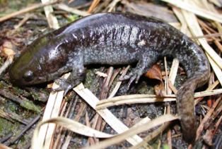 Florida mole salamander