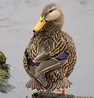 Florida motled duck