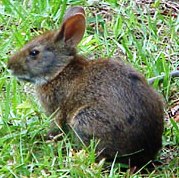 lower keys marsh rabbit found in the Florida keys