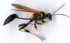 Florida mud dauber