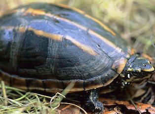 striped mud turtle in Florida
