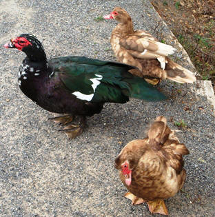 muscovy waterfowl