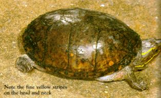 Florida Stinkpot turtle