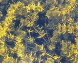 muskgrass as seen in a florida pond