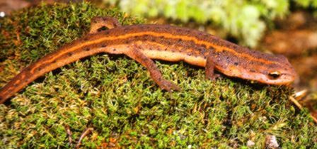 Broken striped newt