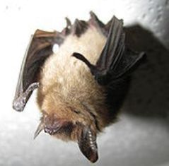  Northern long-eared bats are small bats that winter in Florida