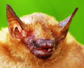 Found throughout the state, the most common species of solitary bat found in southern Florida is the northern yellow bat. 