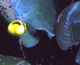 spatterdock plant found near florida rivers and streams