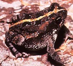 Florida Oak Toad