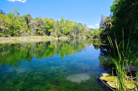 Ocala national Forest view of Floridian Nature