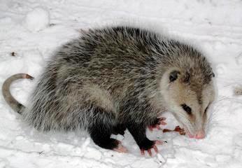 virginia opossum found through out the state of Florida