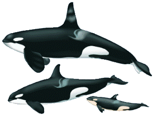 The orca, or killer whale, with its striking black and white coloring, is one of the best known of all the cetaceans.