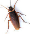 Florida palmetto bug