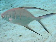 palometa fish found off the coast of Florida