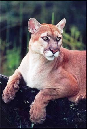 a Florida endangered panther. Panthers do not live in trees but often climb trees to escape predators