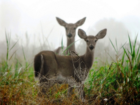 deer and other wildlife abound in Paynes Prairie Nature Preserve