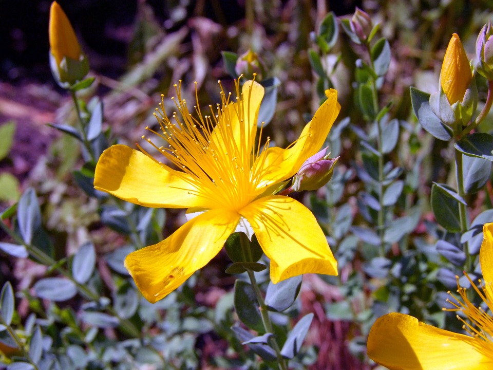 blooming peelbark St John's wort, found on Florida coastline