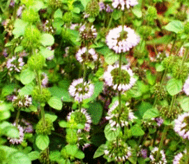 Florida pennyroyal, rich in nectar for bees and butterflies