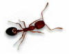 pharaoh ant in Florida