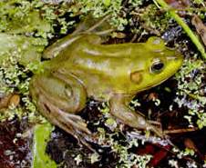 Florida Pig Frog