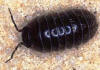 Florida pillbug