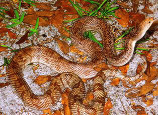 Florida Pine Snake