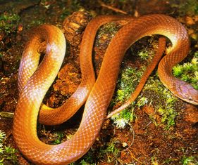 Pine Woods Snake