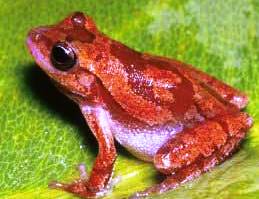 pinewoods treefrog found in Florida