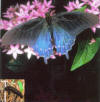 pipevine swallowtail