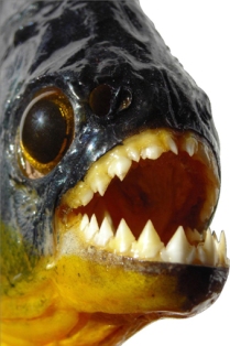 Piranha, a Florida prohibited aquatic fish.