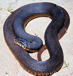 plainbelly snake