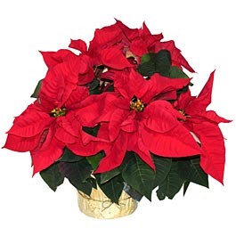 christmas poinsettias poison or not?