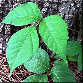 close up of poison ivy plant