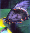 Polydamus butterfly